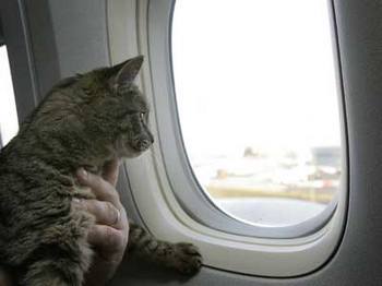 Беглый кот четыре часа удерживал захваченный им канадский авиалайнер
