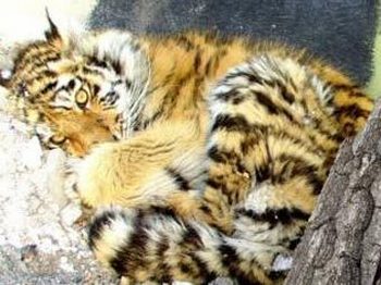 Охотники в Приморье нашли одинокого замерзающего тигренка